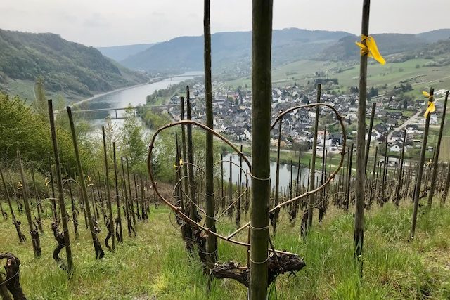 Blick auf den Weinberg und die Mosel