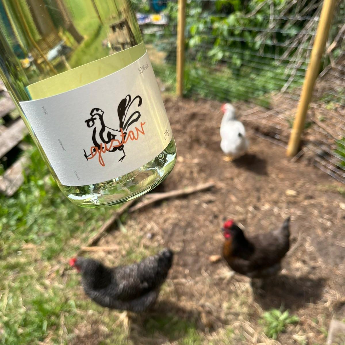 Die erste Lese, Flasche im Vordergrund in Hintergrund ein Hühnerstall; Wein von Laura Oehms